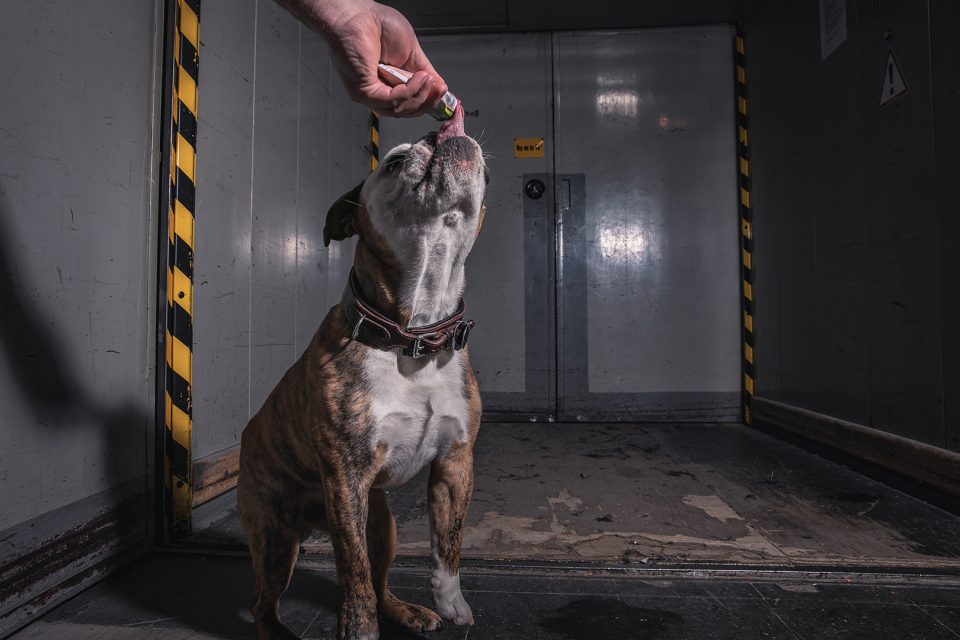 Bacon – Dogs of 43einhalb