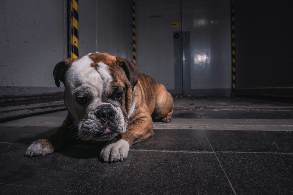 Bacon – Dogs of 43einhalb