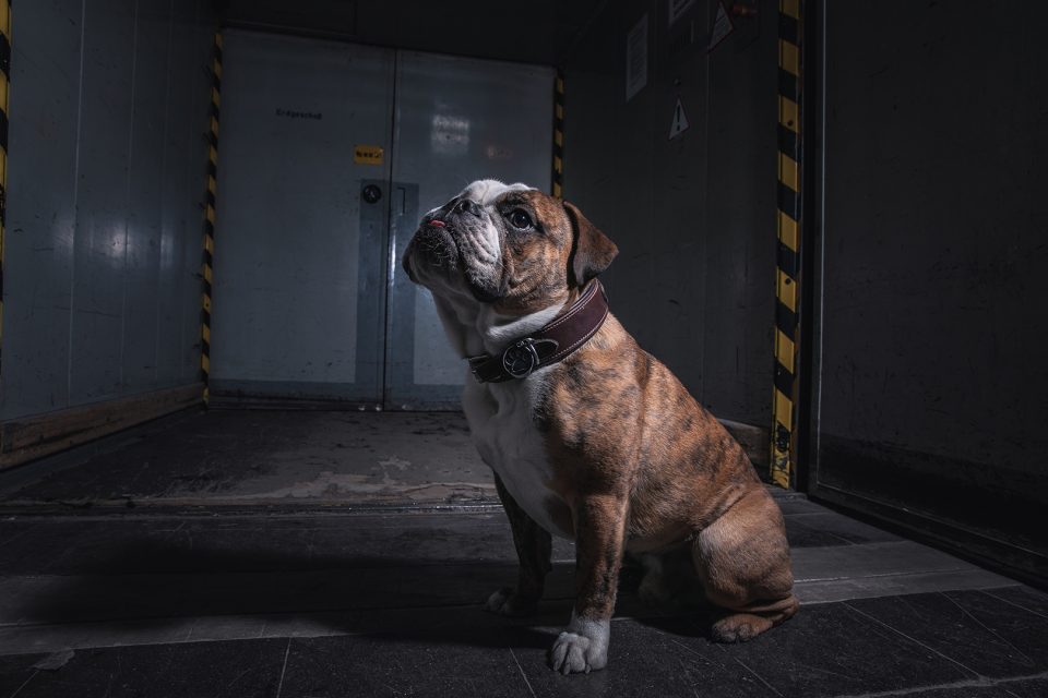 Bacon – Dogs of 43einhalb