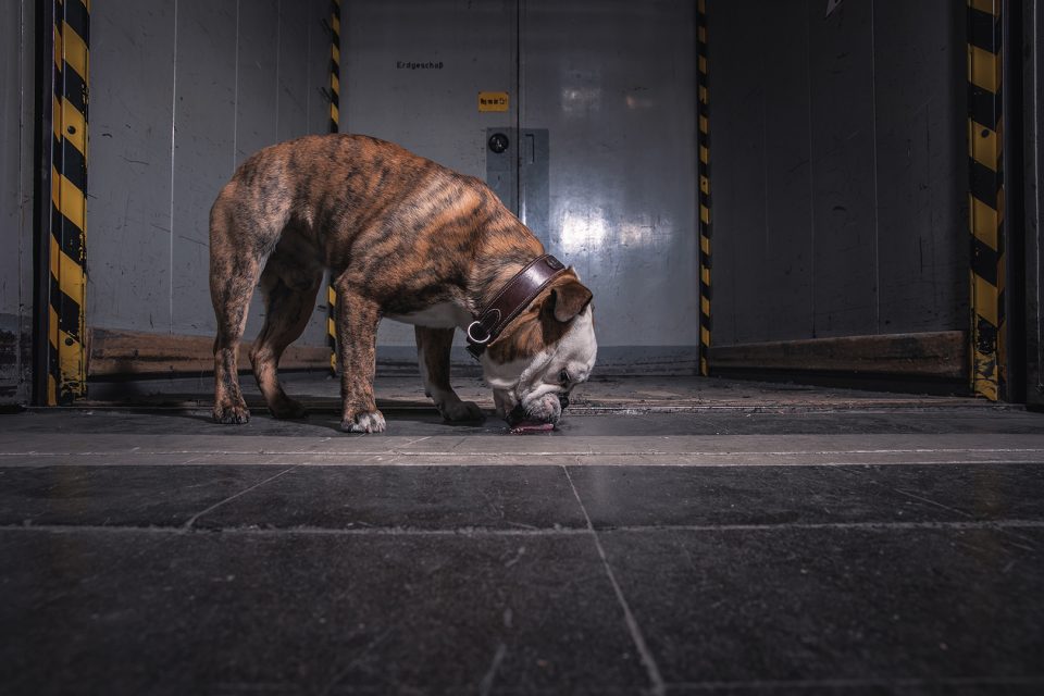 Bacon – Dogs of 43einhalb