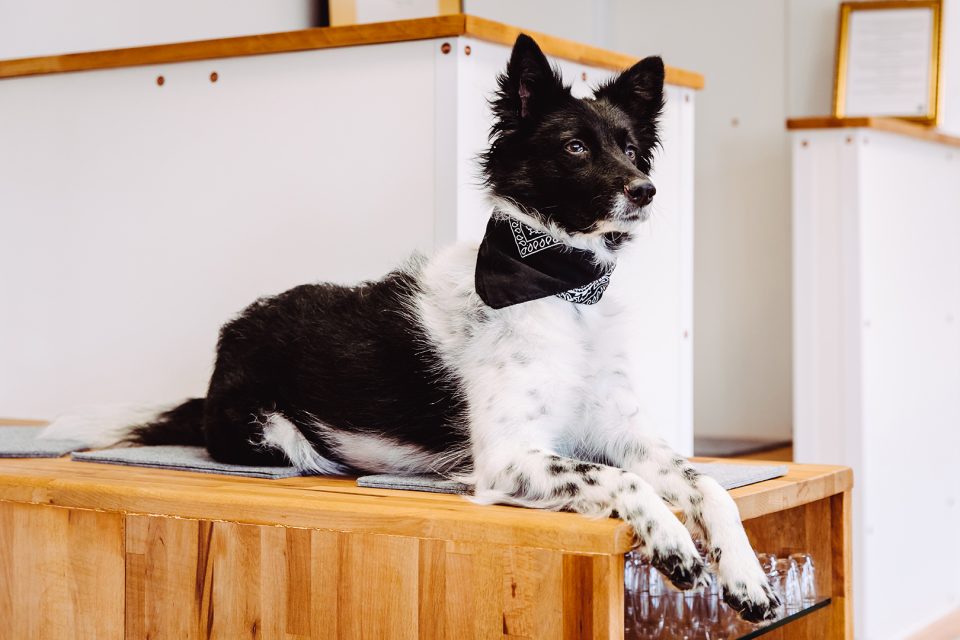 Fiffy – Dogs of 43einhalb