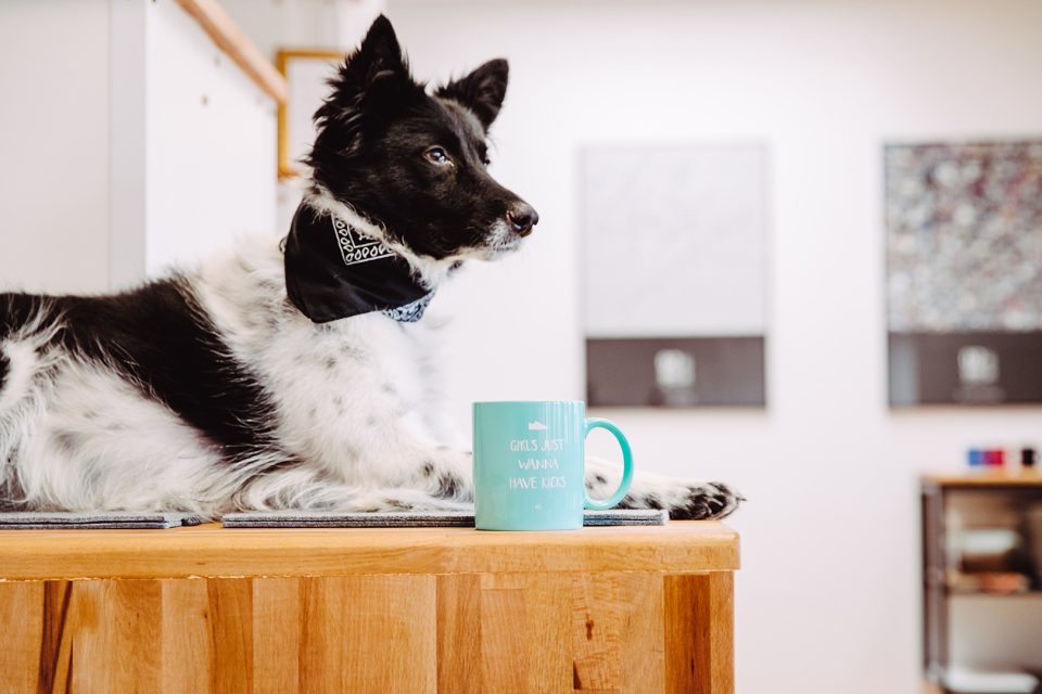 Fiffy – Dogs of 43einhalb