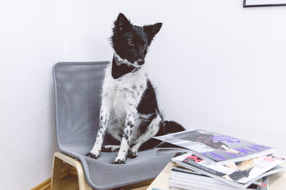 Fiffy – Dogs of 43einhalb