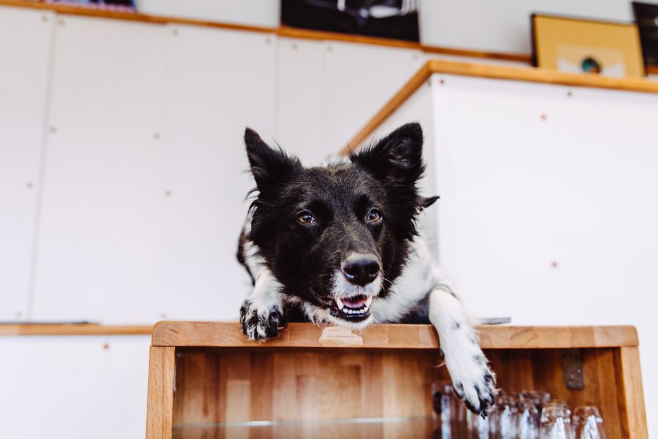 Fiffy – Dogs of 43einhalb