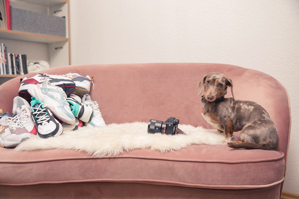 Rosalie – Dogs of 43einhalb