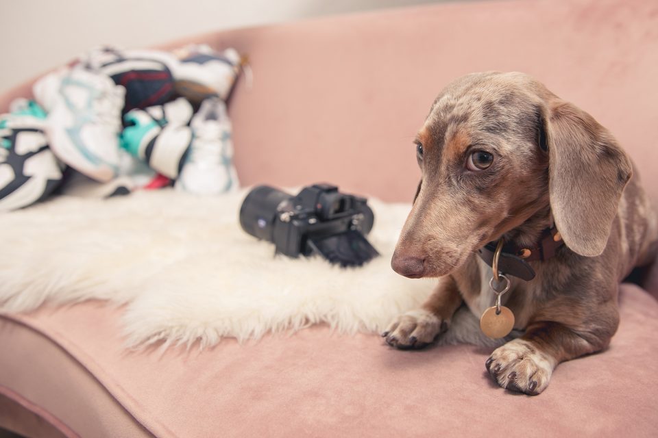 Rosalie – Dogs of 43einhalb