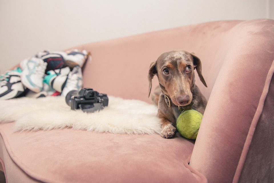 Rosalie – Dogs of 43einhalb