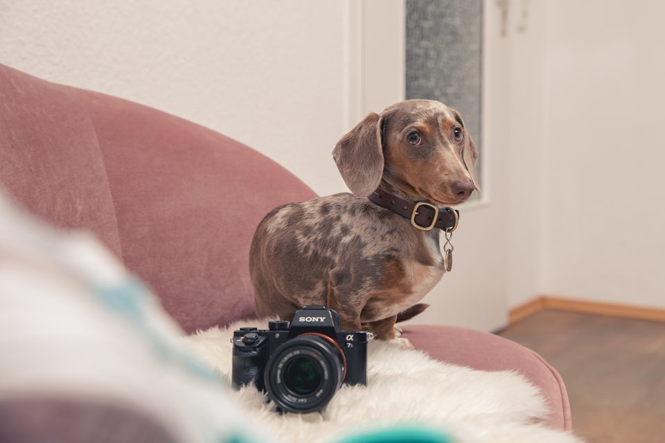 Rosalie – Dogs of 43einhalb