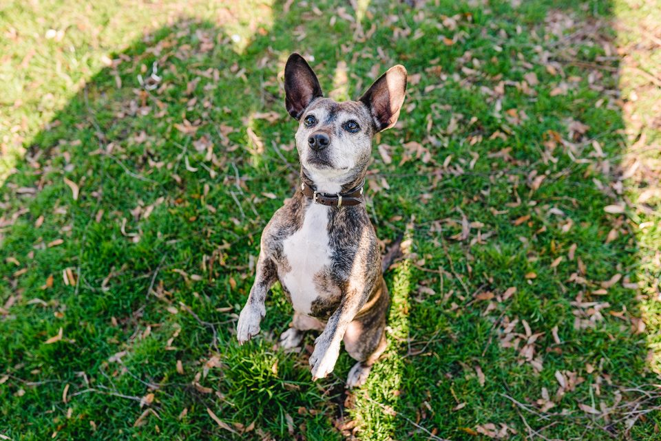 Wilma – Dogs of 43einhalb