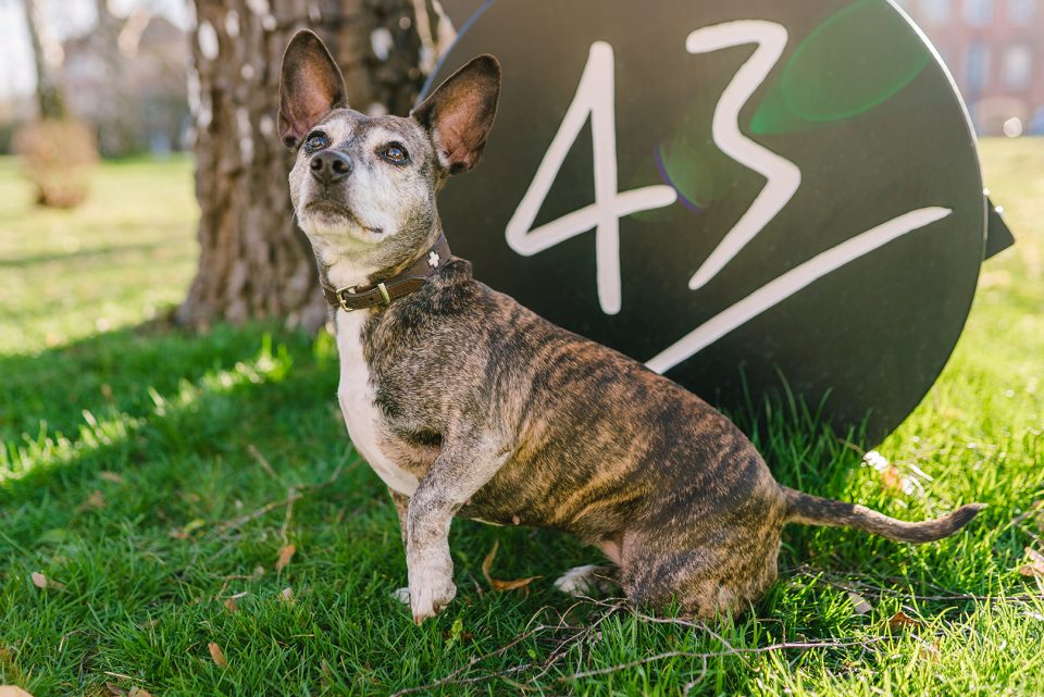 Wilma – Dogs of 43einhalb