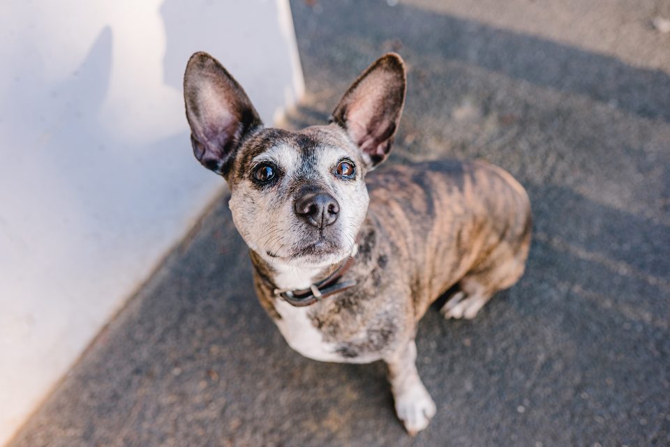 Wilma – Dogs of 43einhalb