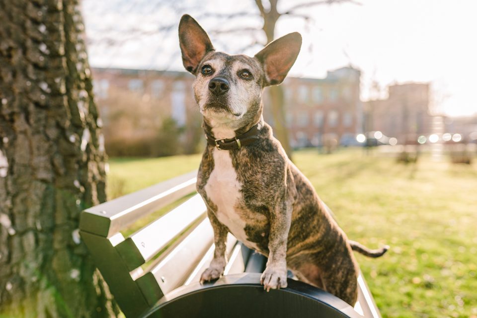 Wilma – Dogs of 43einhalb