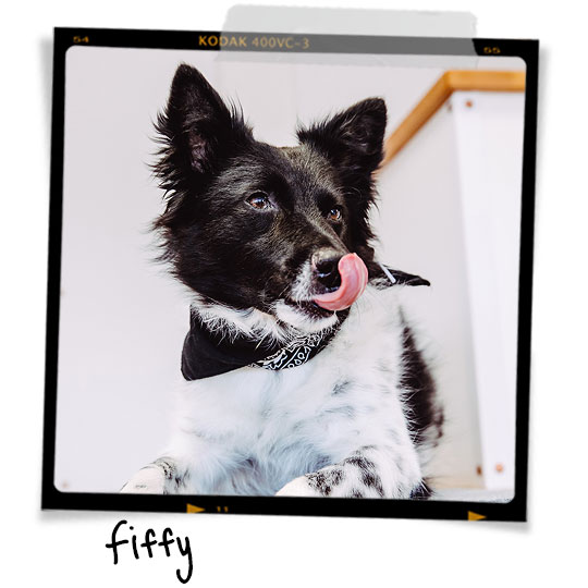 Meet Fiffy