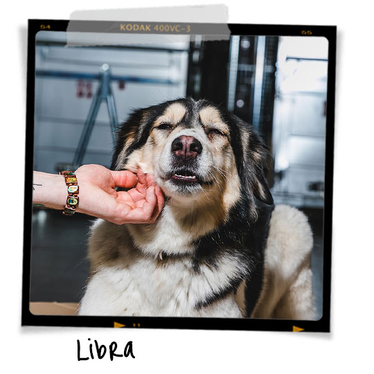 Meet Libra