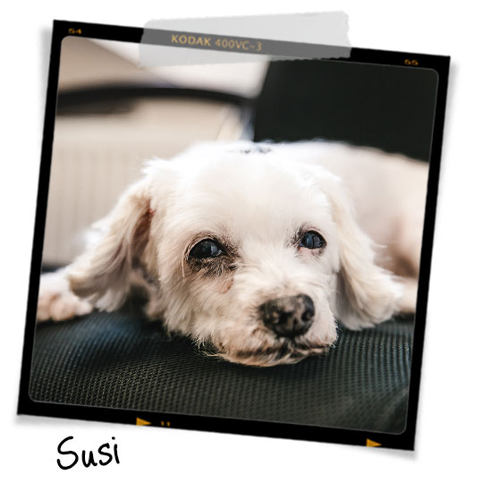 Meet Susi