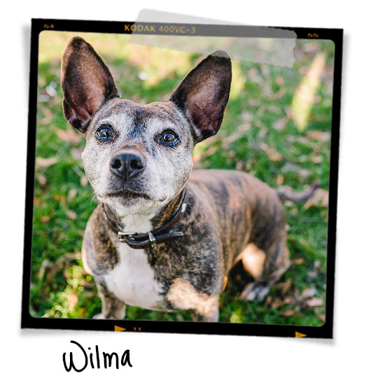 Meet Wilma